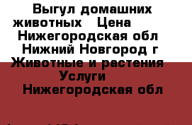 Выгул домашних животных › Цена ­ 200 - Нижегородская обл., Нижний Новгород г. Животные и растения » Услуги   . Нижегородская обл.